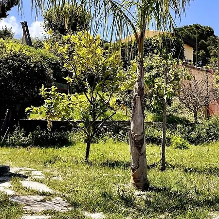 Aloe Di Calanica * Cefalu